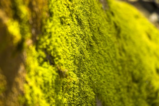 Green moss macro background, green color and nature background