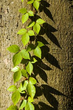 Ivy plant on the tree, nature background, shadows and lights