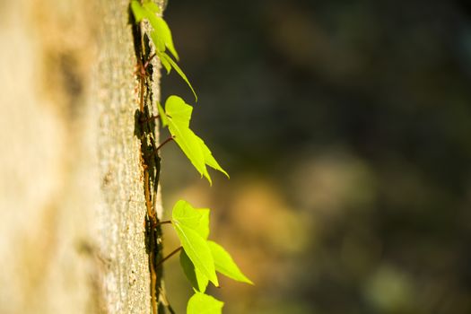 Ivy plant on the tree, nature background, shadows and lights