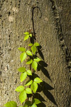 Ivy plant on the tree, nature background, shadows and lights