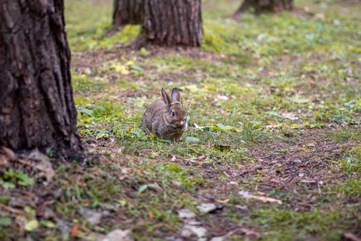 A beautiful rabbit with long ears runs around in the forest and chews grass leaf and leaves.