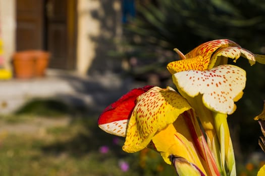 Decorative palm tree flower, colorful flower head macro