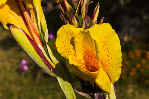 Decorative palm tree flower, colorful flower head macro