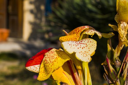 Decorative palm tree flower, colorful flower head macro