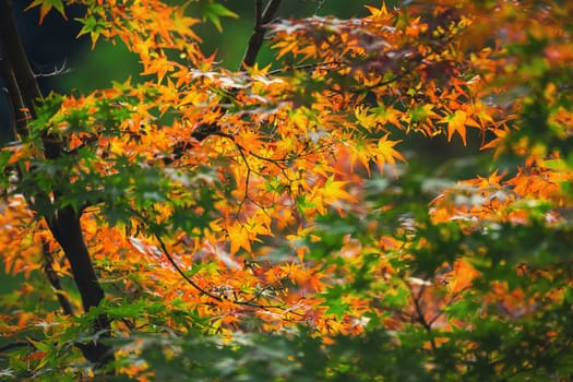Colorful japanese maple (Acer palmatum) leaves during momiji season at Kinkakuji garden, Kyoto, Japan