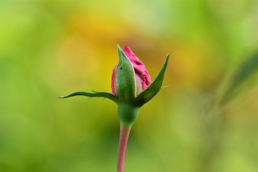 Pink rosebud just opening against blurred yellow green background