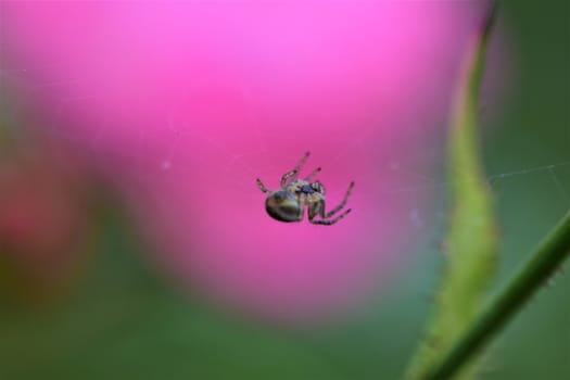 Spider in her spider web against a pink and green blurred background