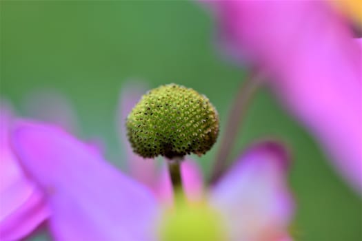 Closeup of the pistil of an autumn anemone