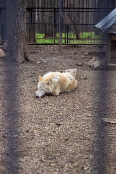 An adult white or polar wolf sleeps in the daytime behind bars. A wolf in a large cage with bars.