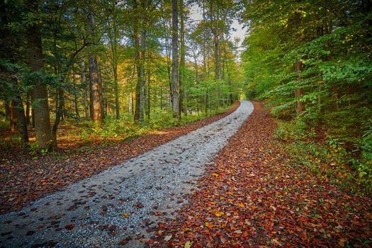 Gravel road in Turkey Foot Campground near McKee, KY.