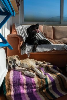 Vertical photograph of two beautifuls dogs lying on the sofa on the terrace of the house