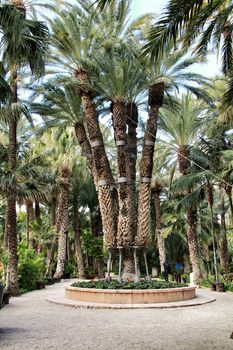 Elche, Alicante, Spain- February 14, 2019: Colossal eight-arm palm tree in Elche, Spain.