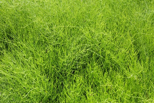 Green grass and field background, green color, grass texture
