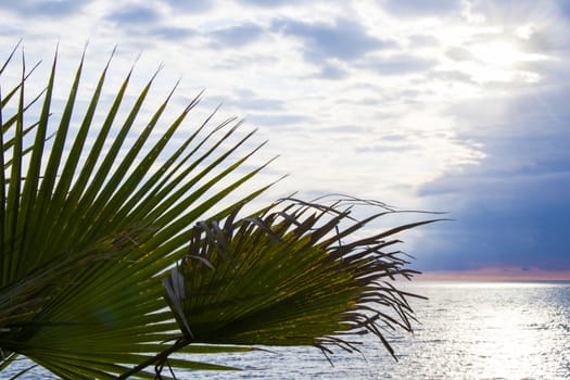 Palm tree leaves background, beach, sea and leaf of the palm tree. Batumi, Georgia.