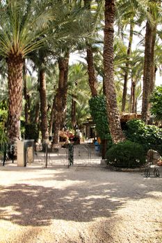 Elche, Alicante, Spain- February 14, 2019: Green vegetation in Huerto del Cura botanical garden in Elche, Spain. Sunny day of winter.