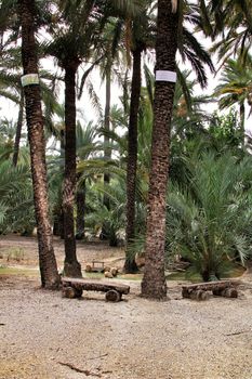 Elche, Alicante, Spain- 30 August, 2020: Path between palm trees in an orchard of Elche. World heritage.