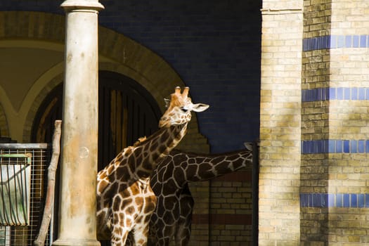 Giraffe portrait in Berlin zoo, Germany.