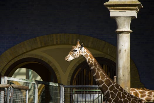 Giraffe portrait in Berlin zoo, Germany.