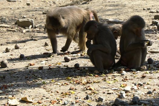 The macaques constitute a genus of gregarious Old World monkeys of the subfamily Cercopithecinae. Urban monkey macaque in Tbilisi Zoo. Georgia