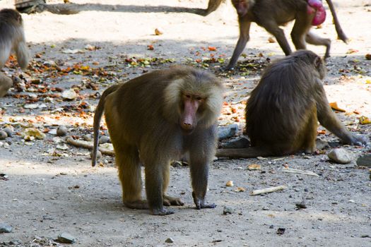 The macaques constitute a genus of gregarious Old World monkeys of the subfamily Cercopithecinae. Urban monkey macaque in Tbilisi Zoo. Georgia