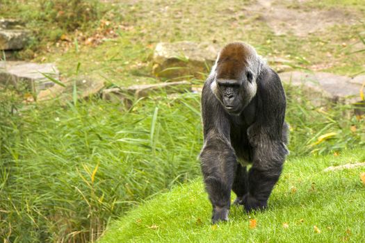 Gorilla in Berlin zoo, on the grass standing.