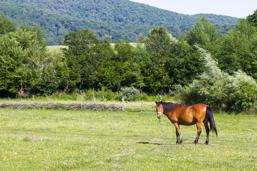 Horse in the valley and field in Georgia