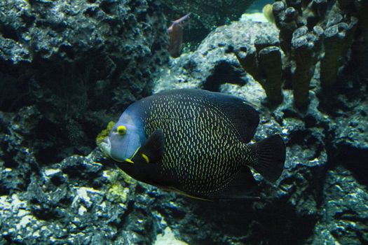 Egotistic fish in aquarium, close-up portrait of fish. Sea animal life.