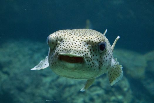 Egotistic fish in aquarium, close-up portrait of fish. Sea animal life.