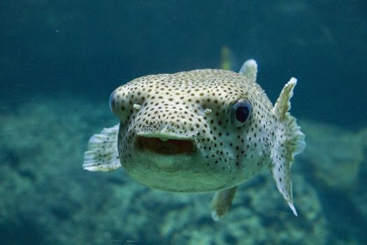 Egotistic fish in aquarium, close-up portrait of fish. Sea animal life.