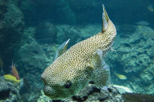 Egotistic fish in aquarium, close-up portrait of fish. Sea animal life.