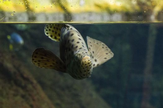 Egotistic fish in aquarium, close-up portrait of fish. Sea animal life.