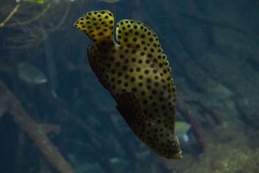 Egotistic fish in aquarium, close-up portrait of fish. Sea animal life.