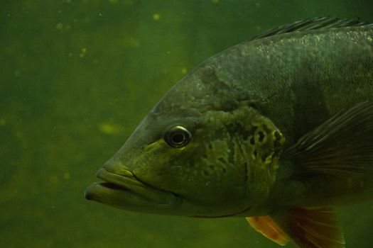 Egotistic fish in aquarium, close-up portrait of fish. Sea animal life.