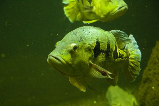 Egotistic fish in aquarium, close-up portrait of fish. Sea animal life.