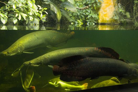 Egotistic fish in aquarium, close-up portrait of fish. Sea animal life.