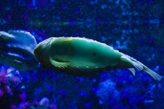 Egotistic fish in aquarium, close-up portrait of fish. Sea animal life.