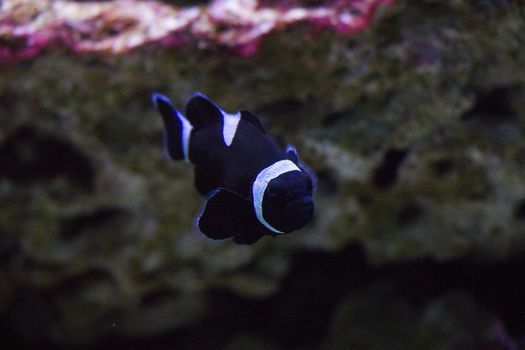 Egotistic fish in aquarium, close-up portrait of fish. Sea animal life.