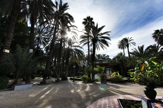 Elche, Spain- November 24, 2019: Beautiful and leafy municipal park in Elche between palm trees. Elche, Alicante, Spain.