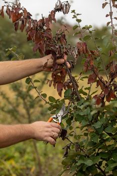 Man cut brunch infected with Fire blight, fireblight , quince apple and pear disease caused by bacteria Erwinia amylovora