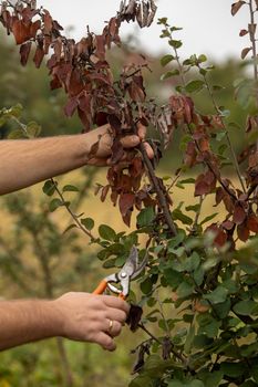 Man cut brunch infected with Fire blight, fireblight , quince apple and pear disease caused by bacteria Erwinia amylovora