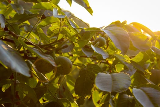 Walnut tree with walnuts and leaves with a yellow reflection of the sun. Zavidovici, Bosnia and Herzegovina.