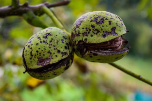 Two walnuts with cracked green shell. Two almost ripe walnuts on a branch with black spots. Zavidovici, Bosnia and Herzegovina.