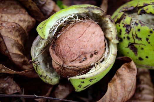 Ripe walnut fruit. A photograph of a walnut inside a cracked green shell. Beneath the walnuts are dry leaves and green grass. Zavidovici, Bosnia and Herzegovina.