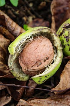 A ripe walnut inside the green shell fell to the floor among the dried leaves. Zavidovici, Bosnia and Herzegovina.