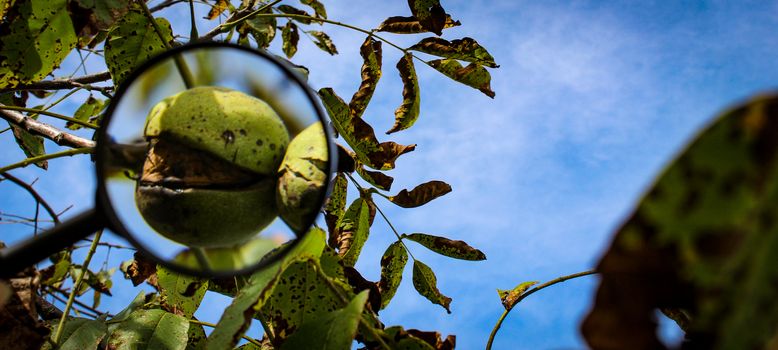 Walnut fruit banner magnified with a magnifying glass. Ripe walnut inside a cracked green shell on a branch with the sky in the background. Banner. Zavidovici, Bosnia and Herzegovina.
