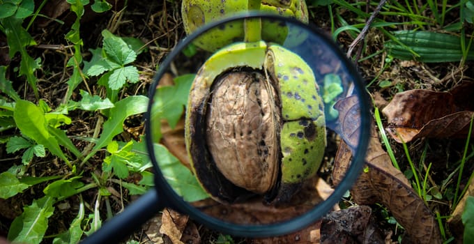 The banner of the walnut fruit inside the cracked green shell of the walnut on the ground is magnified through a magnifying glass. Zavidovici, Bosnia and Herzegovina.