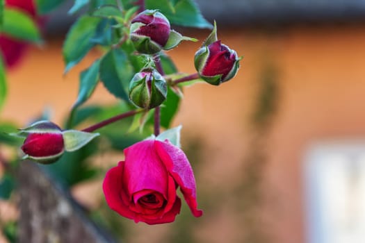 On a blurry background a bud of a blossoming rose