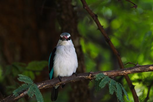 Woodland kingfisher bird (Halcyon senegalensis) perched on an acacia tree branch, Pretoria, South Africa