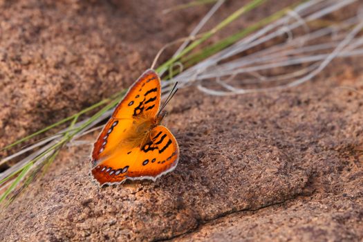 A vibrant orange pirate butterfly (Catacroptera cloanthe cloanthe) on granite rock surface, Roossenekal, South Africa