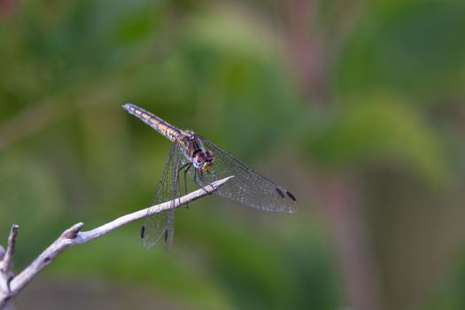 A female navy dropwing dragonfly (Trithemis furva) perched on stick in a grassland meadow, Roossenekal, South Africa